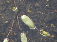 Potamogeton tricarinatus