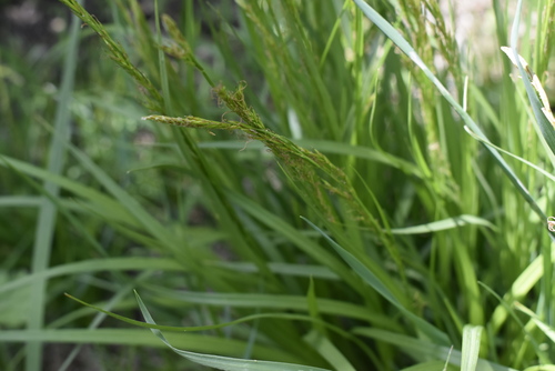Image of Carex bostrychostigma by (c) Repina Tatyana, some rights reserved (CC BY)
