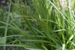 Carex bostrychostigma