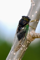 Neotibicen tibicen tibicen