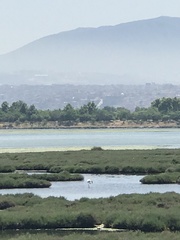 Phoenicopterus roseus