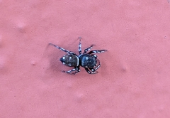 Heliophanus kochii