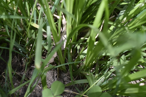 Image of Carex bostrychostigma by (c) Repina Tatyana, some rights reserved (CC BY)