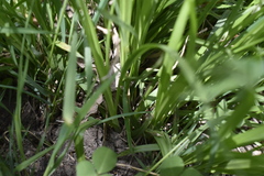 Carex bostrychostigma