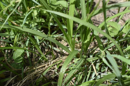 Image of Carex bostrychostigma by (c) Repina Tatyana, some rights reserved (CC BY)