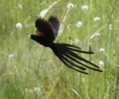 Euplectes psammacromius