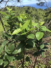 Wikstroemia oahuensis
