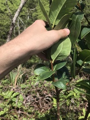 Wikstroemia oahuensis