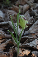Fritillaria acmopetala