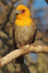 Ploceus sakalava