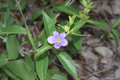 Barleria lancifolia
