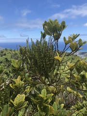 Korthalsella complanata