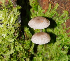 Mycena carmeliana