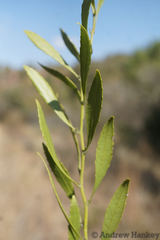 Salacia rehmannii