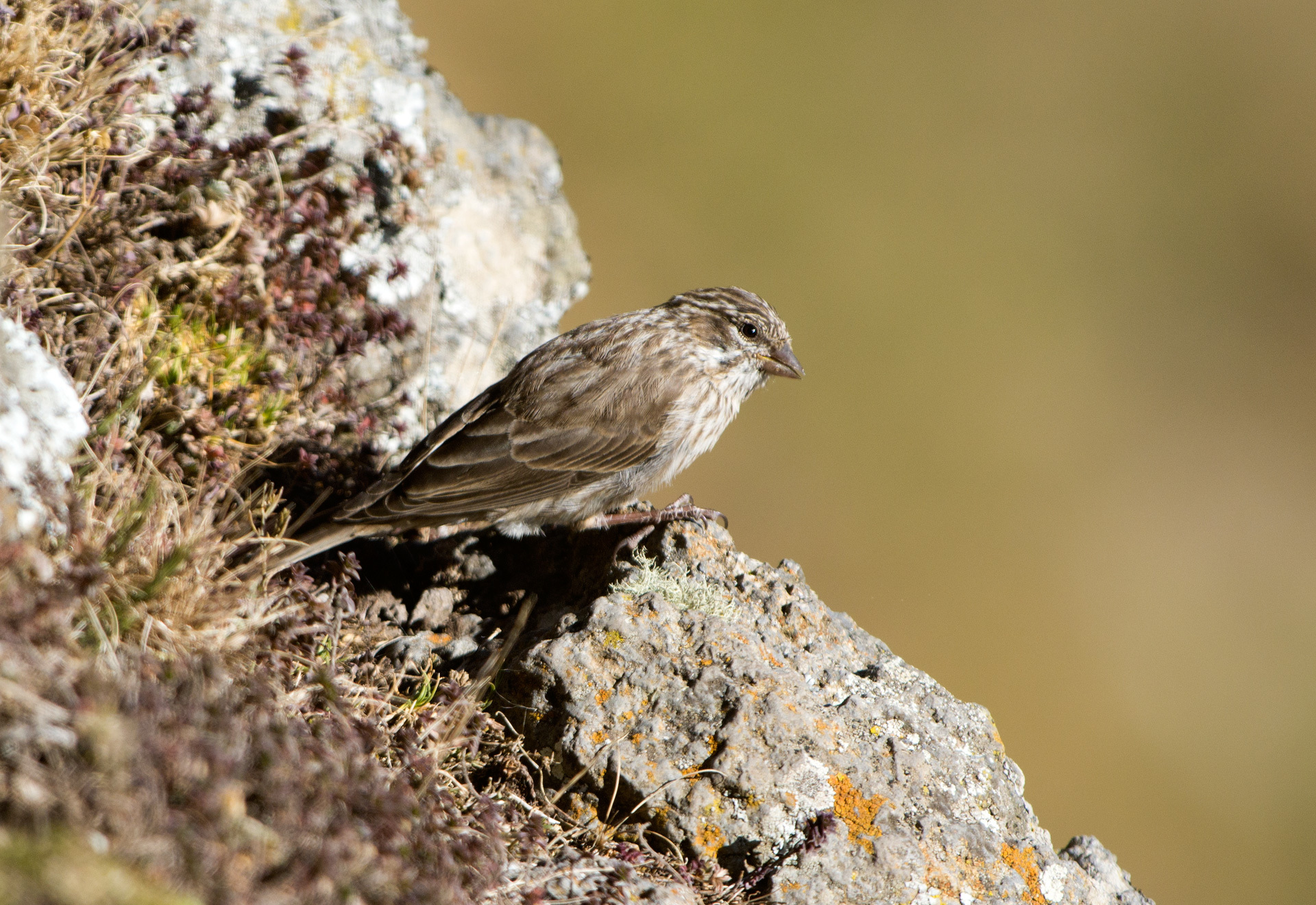 Ankober Serin illustration