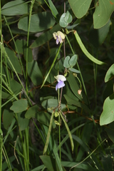 Decorsea schlechteri