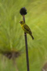 Papyrus Canary photo 2