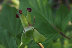 Paeonia obovata
