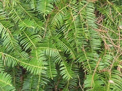 Taxaceae
