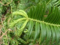 Taxaceae