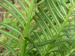 Taxaceae