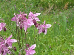 Aquilegia vulgaris