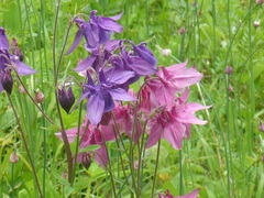 Aquilegia vulgaris