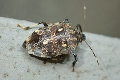 Eocanthecona concinna