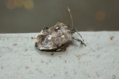 Eocanthecona concinna