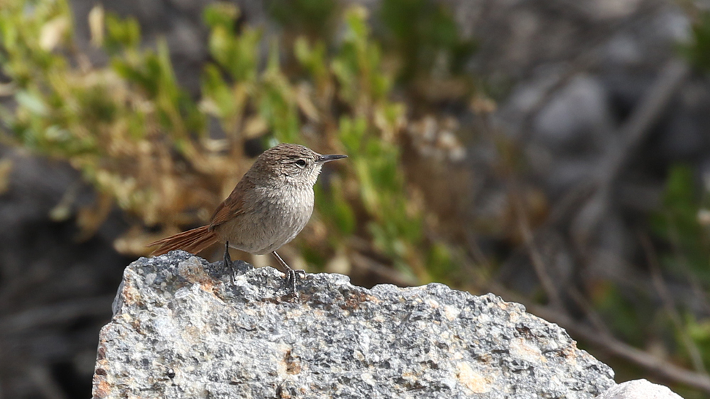 Canyon Canastero photo
