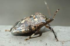 Eocanthecona concinna