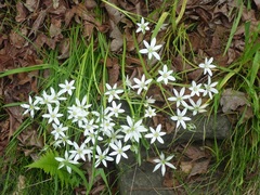 Ornithogalum umbellatum