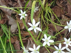 Ornithogalum umbellatum
