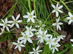 Ornithogalum umbellatum