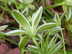 Ornithogalum umbellatum
