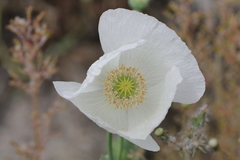 Papaver somniferum