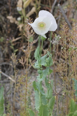 Papaver somniferum