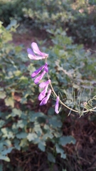 Vicia tenuifolia