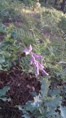 Vicia tenuifolia