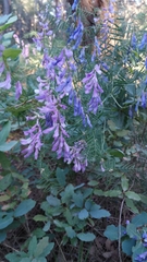 Vicia tenuifolia