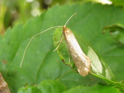 Large Longhorn, Leidschendam, Nederland, photo 9 of 10