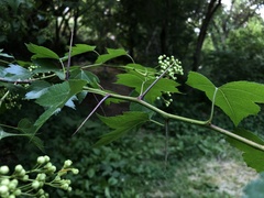Angiospermae
