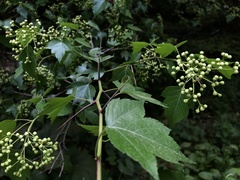 Angiospermae