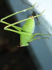 Holochlora bilobata