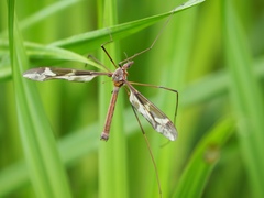 Acutipula