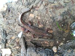 Ichthyosaura alpestris alpestris