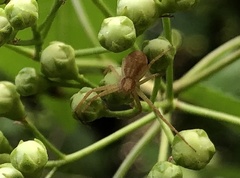 Araneae