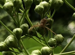 Araneae