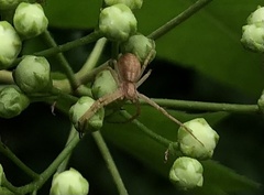 Araneae