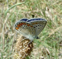 Polyommatus thersites